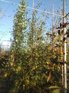 Betula pubescens 6-8 cm wortelgoed geveerd - afbeelding 6