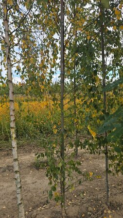 Betula pubescens 6-8 cm wortelgoed geveerd - afbeelding 4