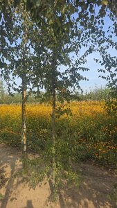 Betula pubescens 6-8 cm wortelgoed geveerd - afbeelding 5