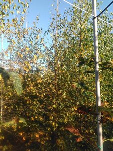 Betula pubescens 8-10 cm wortelgoed geveerd - afbeelding 7
