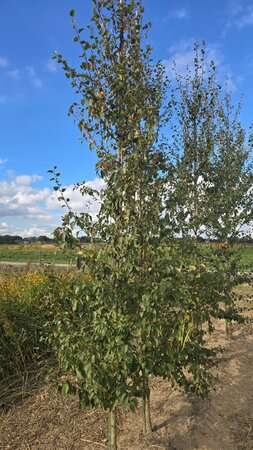 Betula pubescens 8-10 cm wortelgoed geveerd - afbeelding 5
