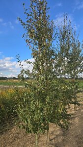 Betula pubescens 8-10 cm wortelgoed geveerd - afbeelding 5