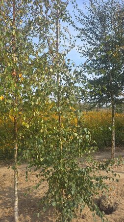 Betula pubescens 8-10 cm wortelgoed geveerd - afbeelding 4