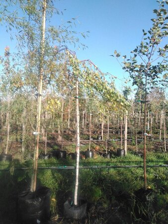 Betula p. 'Youngii' 10-12 Hoogstam BAG 3 X verplant