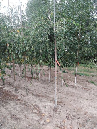Betula p. 'Youngii' 10-12 Hoogstam wortelgoed - afbeelding 5