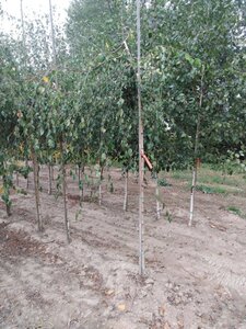 Betula p. 'Youngii' 10-12 Hoogstam wortelgoed - afbeelding 5