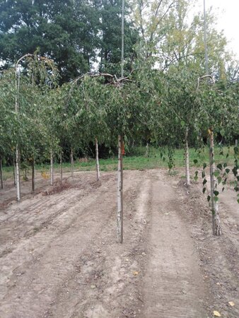 Betula p. 'Youngii' 12-14 Hoogstam wortelgoed 2 X verplant - afbeelding 5