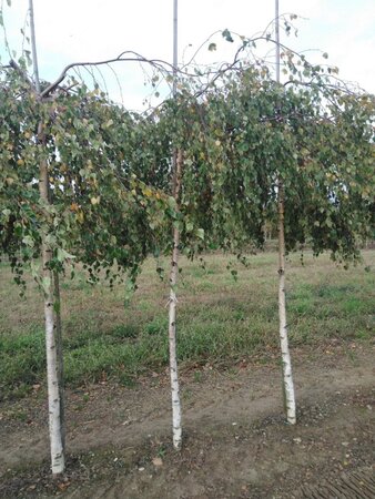 Betula p. 'Youngii' 12-14 STA BR 2 X V - image 6