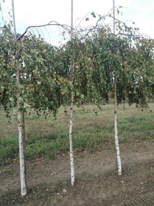 Betula p. 'Youngii' 12-14 STA BR 2 X V - image 6