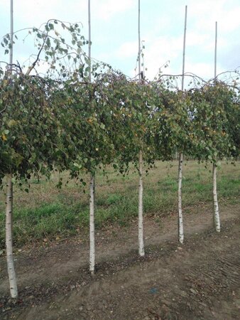 Betula p. 'Youngii' 14-16 STA BR 2 X V - image 6