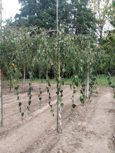 Betula p. 'Youngii' 14-16 STA BR 2 X V - image 5