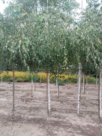 Betula p. 'Youngii' 16-18 Hoogstam draadkluit 3 X verplant - afbeelding 5