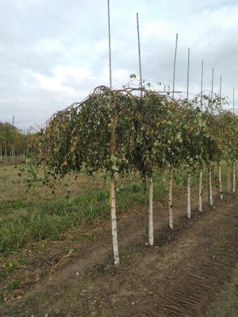 Betula p. 'Youngii' 16-18 Hoogstam draadkluit 3 X verplant - afbeelding 6