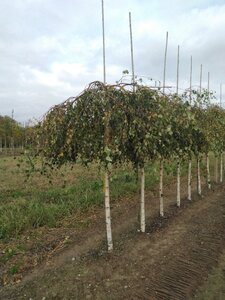 Betula p. 'Youngii' 16-18 Hoogstam draadkluit 3 X verplant - afbeelding 6