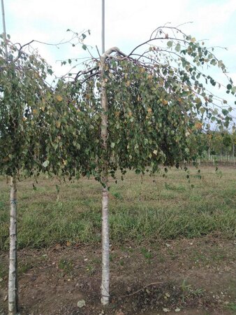 Betula p. 'Youngii' 18-20 Hoogstam draadkluit 3 X verplant - afbeelding 2