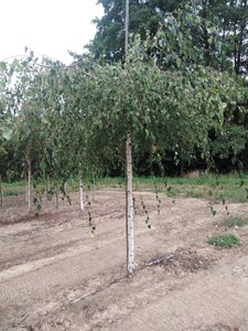 Betula p. 'Youngii' 18-20 STA WRB 3 X V