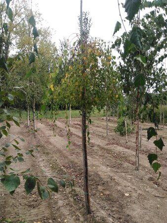 Betula p. 'Youngii' 8-10 Hoogstam wortelgoed - afbeelding 5