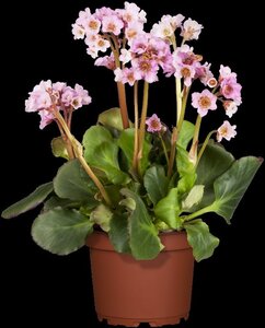Bergenia cordifolia geen maat specificatie 0,55L/P9cm