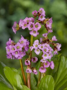 Bergenia cordifolia geen maat specificatie 0,55L/P9cm - afbeelding 4