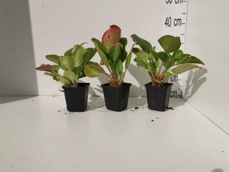 Bergenia cordifolia geen maat specificatie 0,55L/P9cm - afbeelding 8