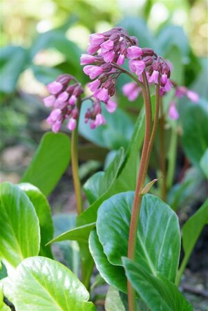 Bergenia cordifolia geen maat specificatie 0,55L/P9cm - afbeelding 10