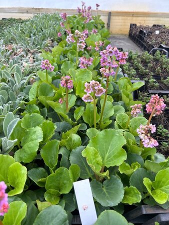 Bergenia cordifolia geen maat specificatie 0,55L/P9cm - afbeelding 6