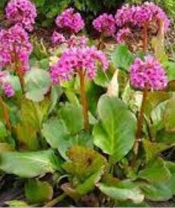Bergenia cordifolia geen maat specificatie 0,55L/P9cm - afbeelding 3