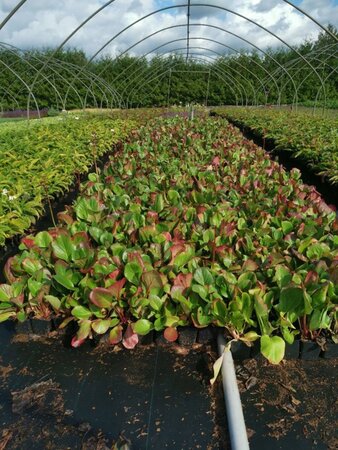 Bergenia cordifolia geen maat specificatie 0,55L/P9cm - afbeelding 7