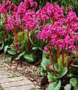 Bergenia 'Rotblum' geen maat specificatie 0,55L/P9cm - afbeelding 2