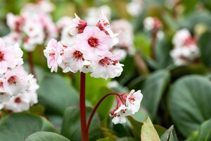 Bergenia 'Silberlicht' geen maat specificatie 0,55L/P9cm