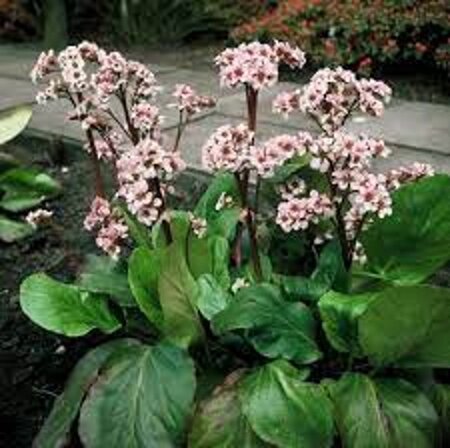 Bergenia 'Silberlicht' geen maat specificatie 0,55L/P9cm - afbeelding 2