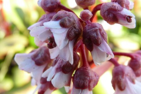 Bergenia 'Silberlicht' geen maat specificatie 0,55L/P9cm - afbeelding 3