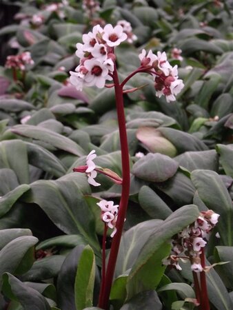 Bergenia 'Silberlicht' geen maat specificatie 0,55L/P9cm - afbeelding 4