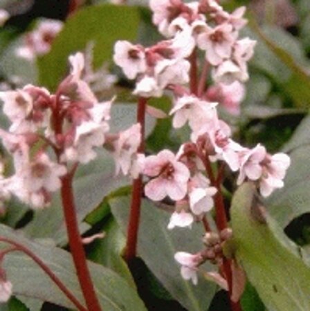 Bergenia 'Silberlicht' geen maat specificatie 0,55L/P9cm - afbeelding 5