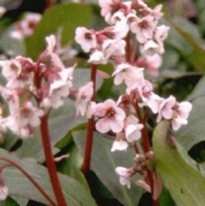 Bergenia 'Silberlicht' geen maat specificatie 0,55L/P9cm - afbeelding 5