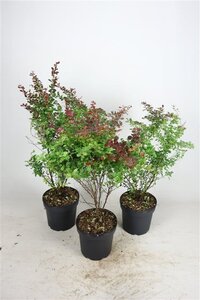 Berberis thunb. 'Atropurpurea' 40-60 cm cont. 7,5L