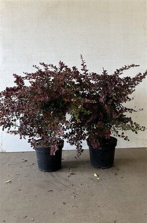 Berberis thunb. 'Atropurpurea' 40-60 cm cont. 7,5L - image 2