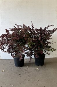 Berberis thunb. 'Atropurpurea' 40-60 cm cont. 7,5L - image 2