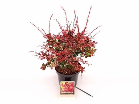 Berberis thunb. 'Harlequin' 30-40 cm cont. 3,0L - afbeelding 2