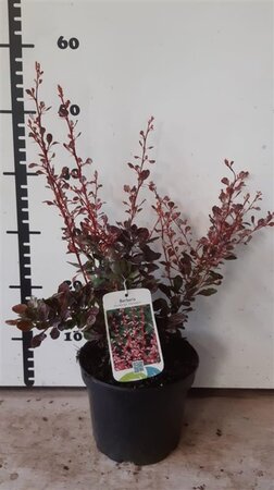 Berberis thunb. 'Harlequin' 30-40 cm cont. 3,0L - afbeelding 1