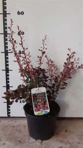 Berberis thunb. 'Harlequin' 30-40 cm cont. 3,0L
