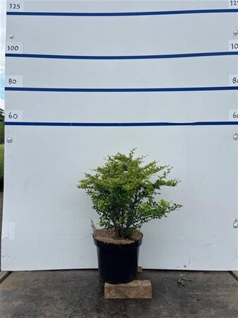 Berberis thunbergii 60-80 cm cont. 7,5L