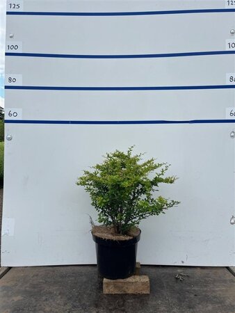 Berberis thunbergii 60-80 cm cont. 7,5L - image 2