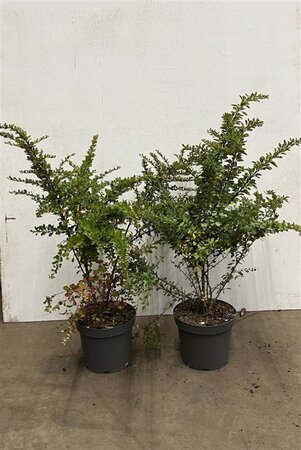 Berberis thunbergii 60-80 cm cont. 7,5L - image 1