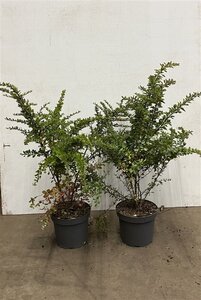 Berberis thunbergii 60-80 cm cont. 7,5L