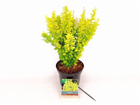 Berberis thunb. 'Maria' 30-40 cm cont. 3,0L