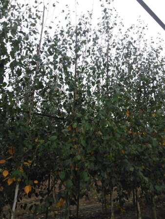 Betula utilis jacquemontii (= Doorenbos) 10-12 cm wortelgoed geveerd - afbeelding 8