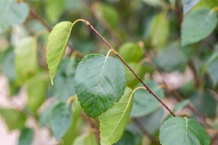Betula utilis jacquemontii (= Doorenbos) 10-12 cm wortelgoed geveerd - afbeelding 3