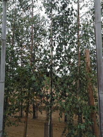 Betula utilis jacquemontii (= Doorenbos) 10-12 cm wortelgoed geveerd - afbeelding 11