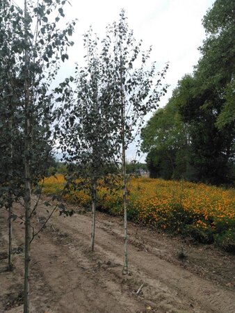 Betula utilis jacquemontii (= Doorenbos) 10-12 cm wortelgoed geveerd - afbeelding 10